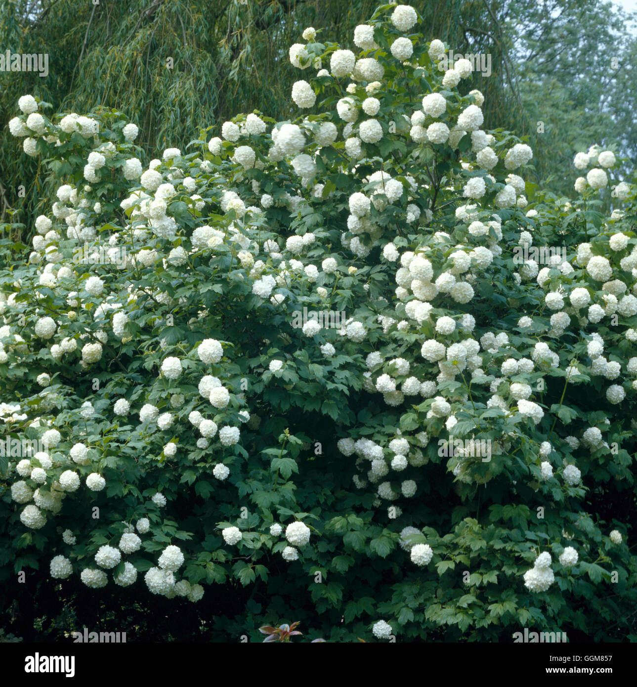 Viburnum opulus roseum hires stock photography and images Alamy